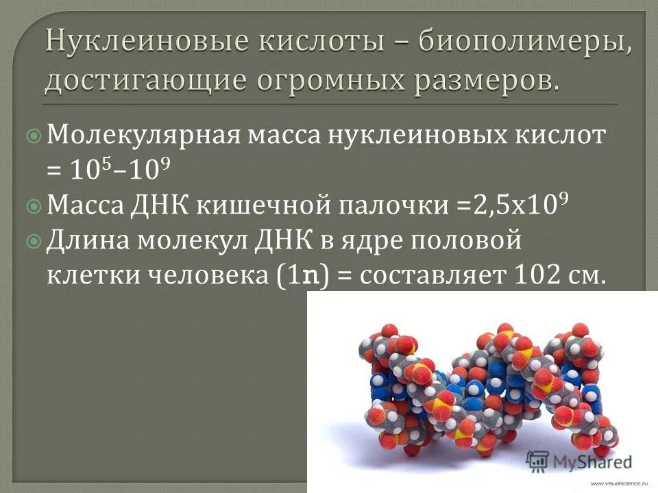 Молекулярная масса нуклеиновых кислот. Нуклеиновые кислоты вещества.