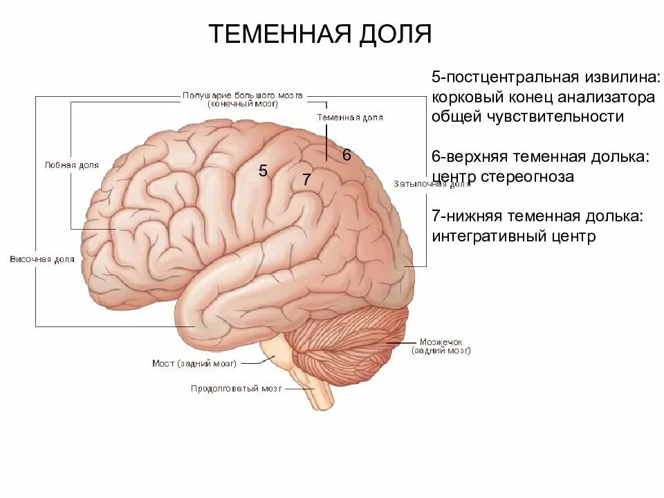 Субатрофические изменения мозга. Теменная долька мозга анатомия. Конечный мозг доли и извилины. Конечный мозг доли борозды извилины.