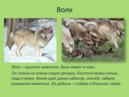 Волк детям кратко