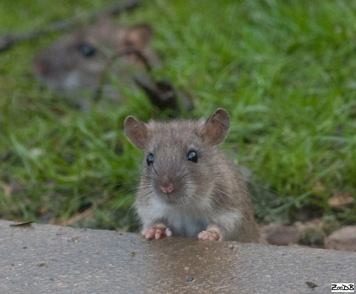 Серая мышь 14. Серая крыса Пасюк. Крыса Rattus norvegicus. Серая крыса (Пасюк) - Rattus norvegicus.. Туркестанская крыса (Rattus pyctoris).