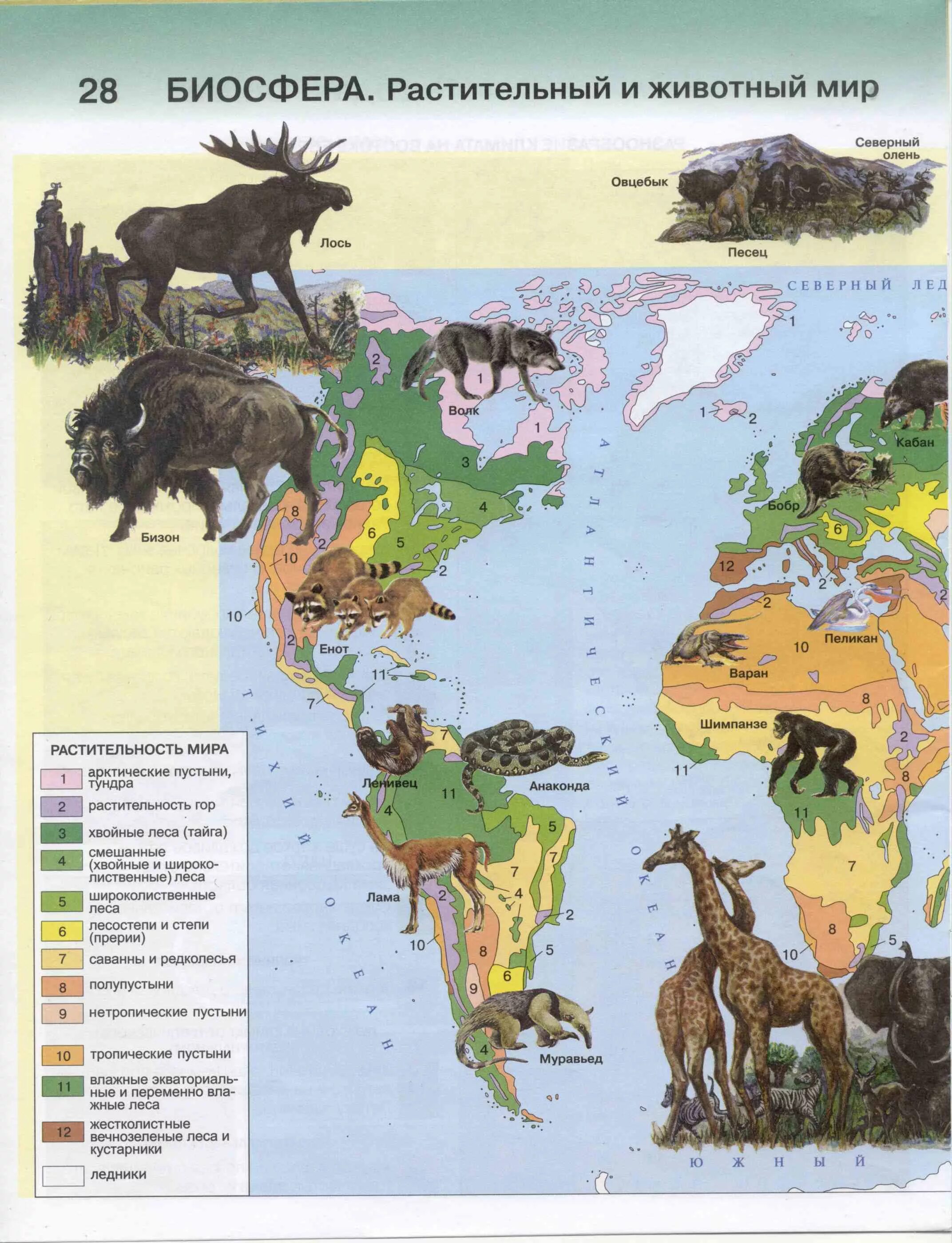 комплексы географической оболочки. схема растительности с высотой в умеренных и тропических широтах. растительный и животный мир земли. распространение организмов в биосфере. биосфера в географических оболочках земли.
