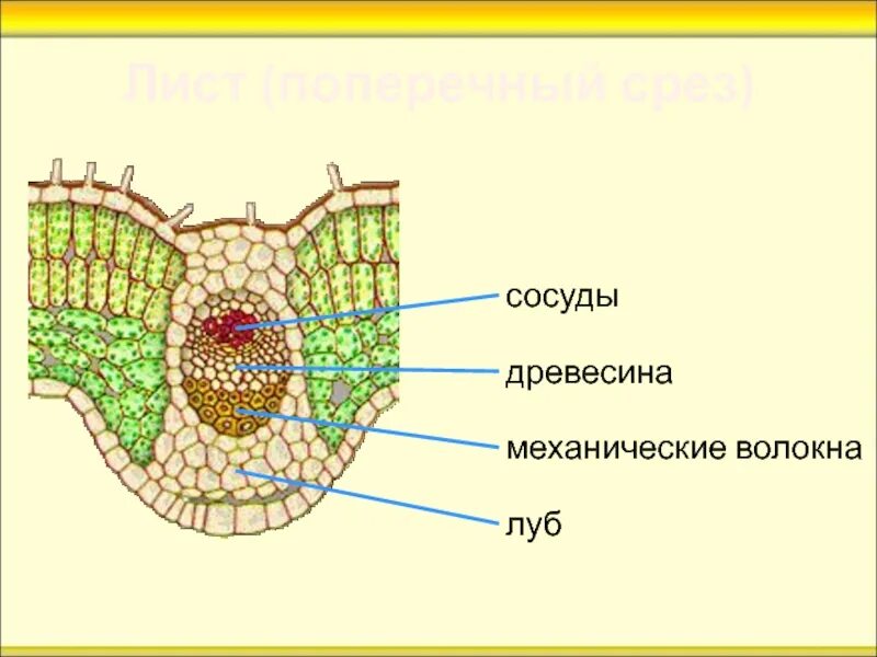 Какой тканью представлены жилки. Поперечный срез листа с центральной жилкой. Проводящая ткань на поперечном срезе листа. Поперечный срез листа песчаника. Поперечный срез листа камелии.