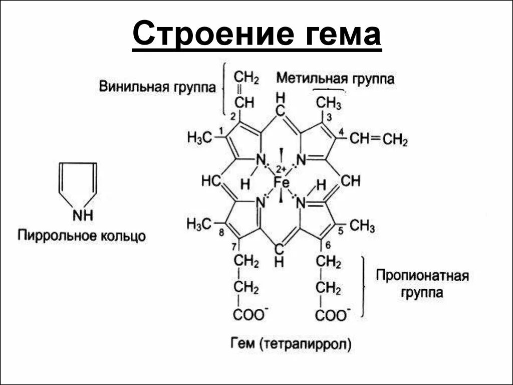 Гем биохимия. Строение миоглобина биохимия формула. Строение гема биохимия. Структура гема биохимия. Гемоглобин строение и структура гема.