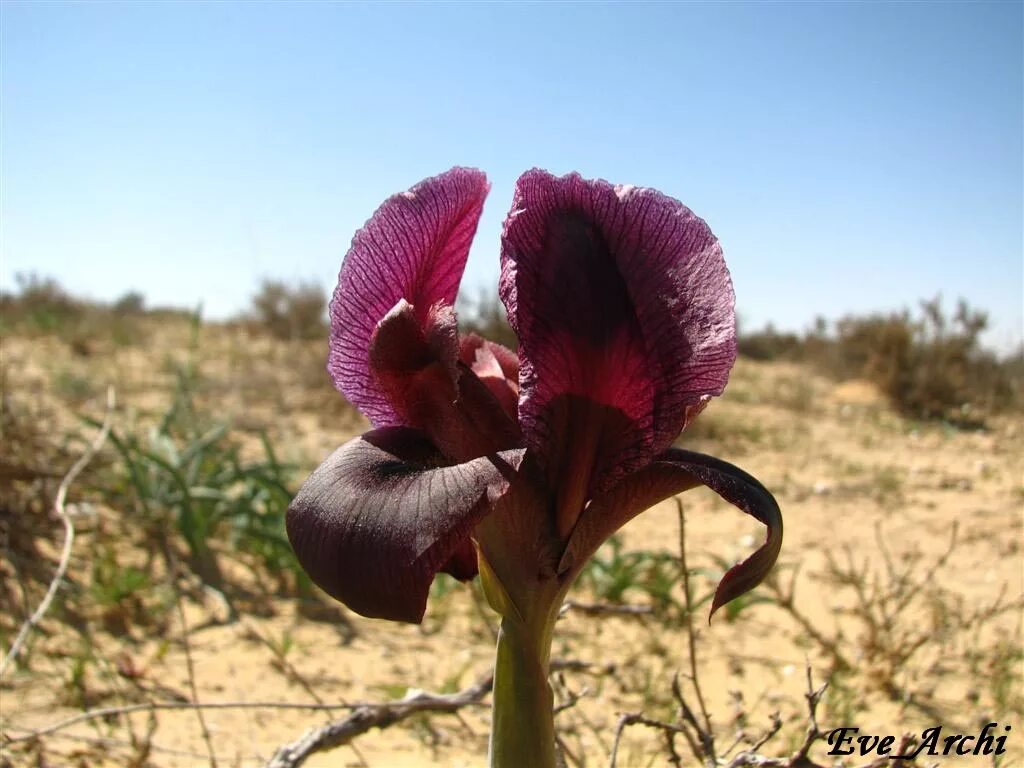 ирисы в пустыне