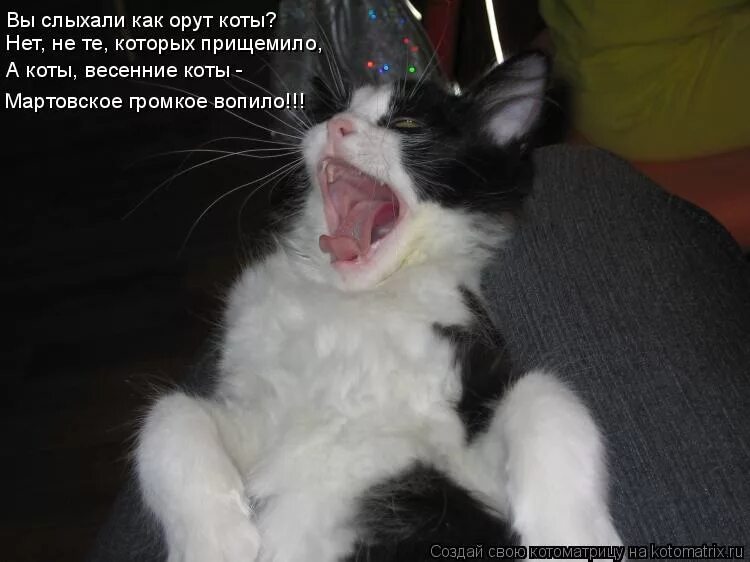 Кот орет в марте. Коты в марте орут. Почему коты орут в марте. Шутки про мартовских котов. Март кот орет.