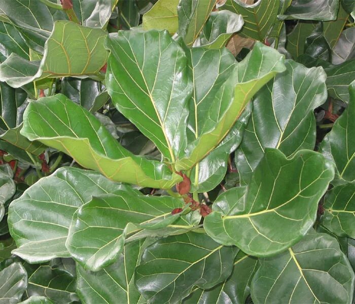 Фикус лировидный. Фикус лировидный (Ficus lyrata). Фикус лировидный размножение. Фикус лировидный трипсы. Фикус какие виды