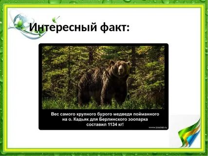 Факты о медведях 5 класс