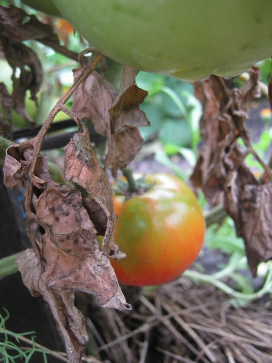 Чем обработать после фитофторы. Фитофтора на томатах. Фитофтора помидор на помидорах. Фитофтора на помидорах в теплице. Фитофтора на листьях томатов.