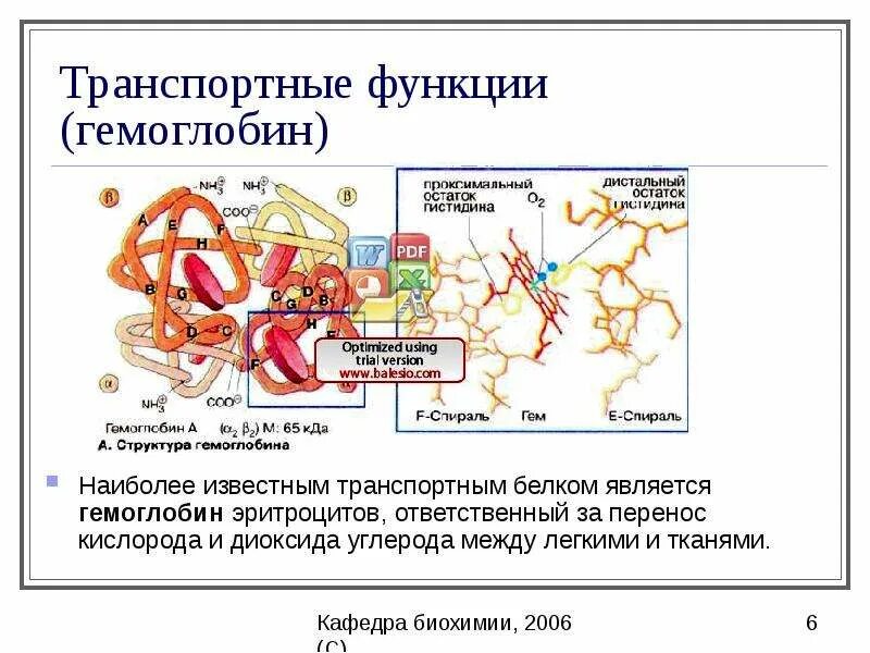 Гемоглобин функции. Гемоглобин функция белка. транспортные белки. транспортная функция белка. транспортные белки крови.