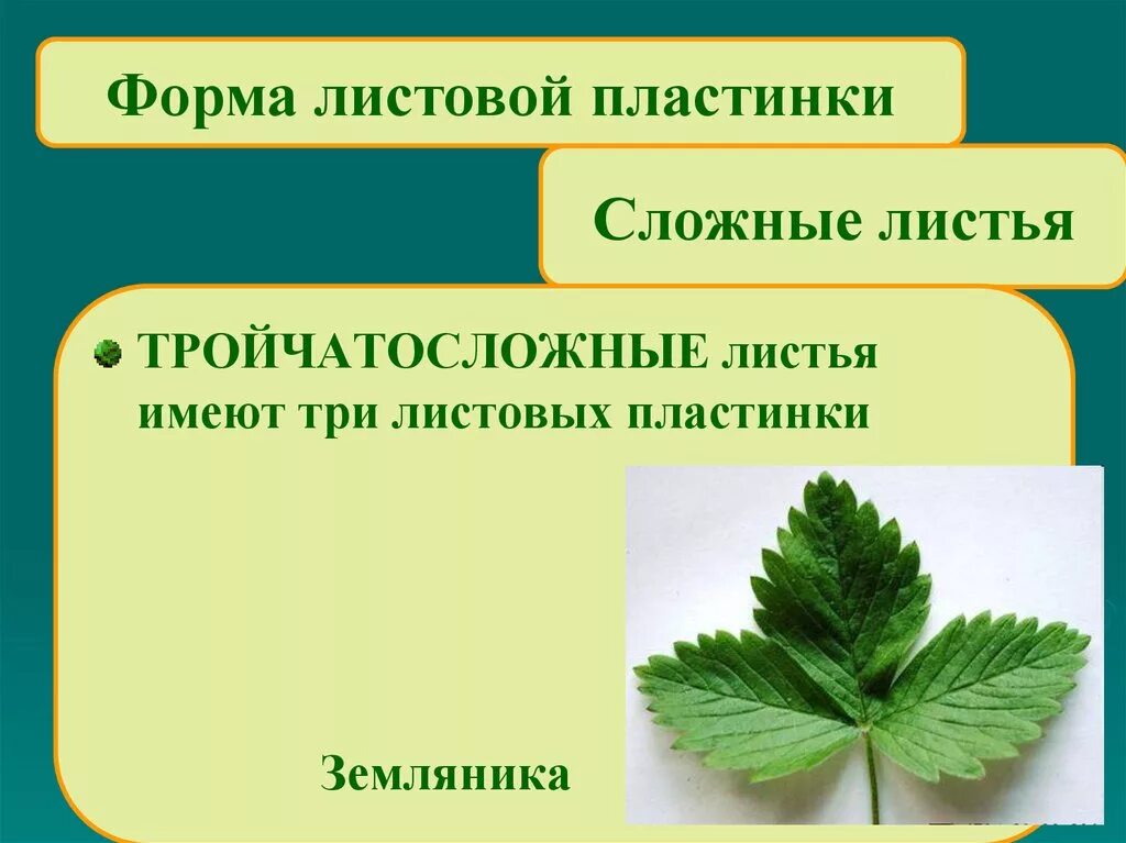 Мяты перечной листьев форма листовой пластинки. Формы сложных листовых пластинок. Формы сложных листьев. Строение листа земляники. Какой лист называют сложным