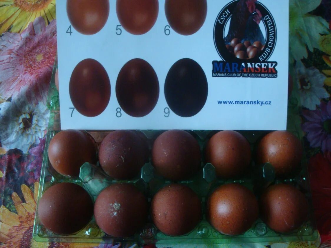 Маран черно медный яйца. Маран чёрно-медный цвет яйца. Куры Маран черно медный цвет яиц. Шкала яиц Маранов.