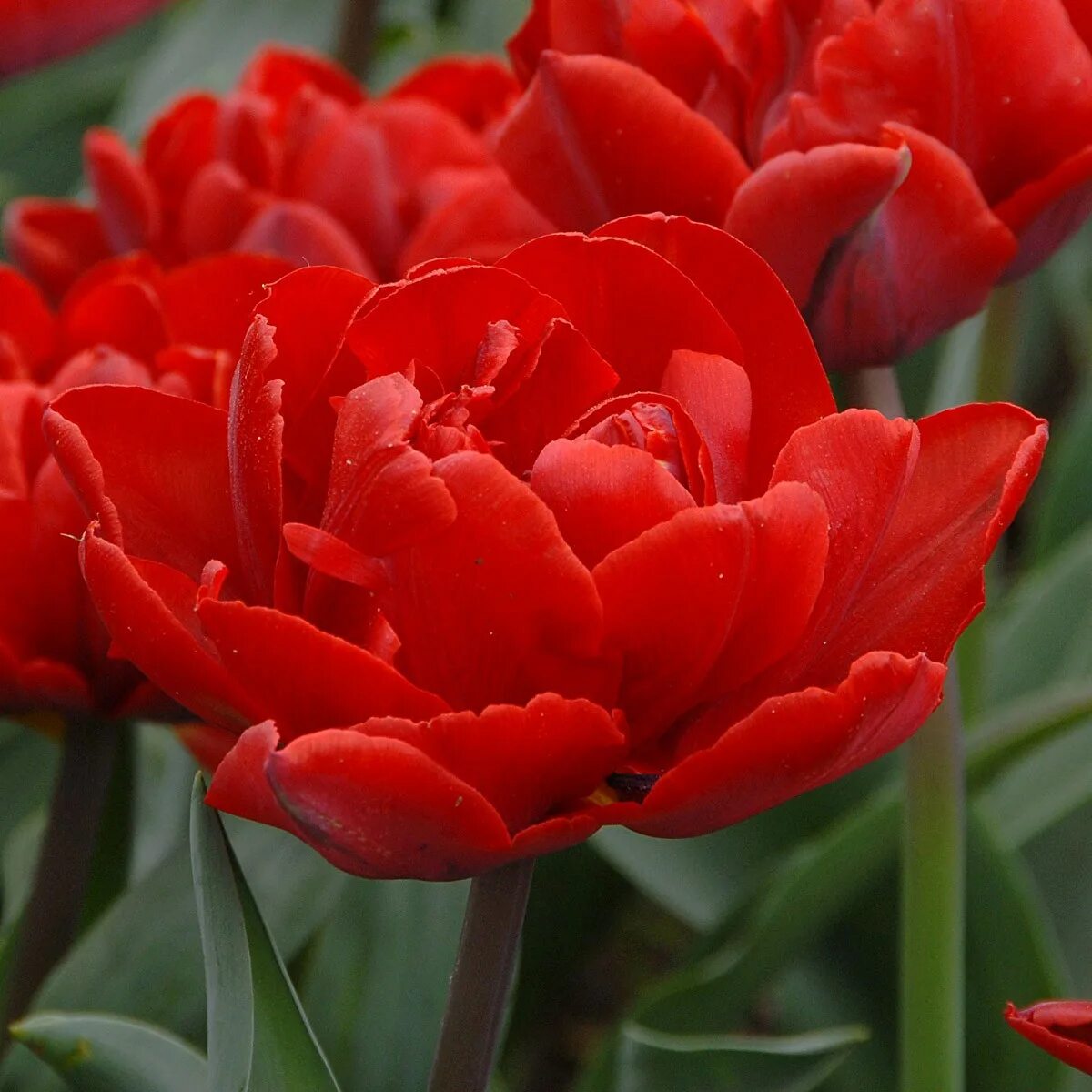 Тюльпаны махровые пионовидные. Тюльпан Tulipa Red Princess. Тюльпан Presto. Тюльпан махровый Хоризон. Тюльпан ред бейби.