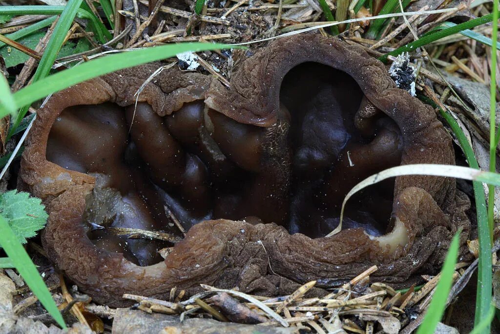 Саркосома шаровидная фото и описание. Саркосома шаровидная Sarcosoma globosum. Саркосома шаровидная гриб. Молодильные грибы Саркосома. Весенний гриб Саркосома.