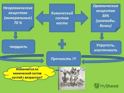 Состав кости органические вещества