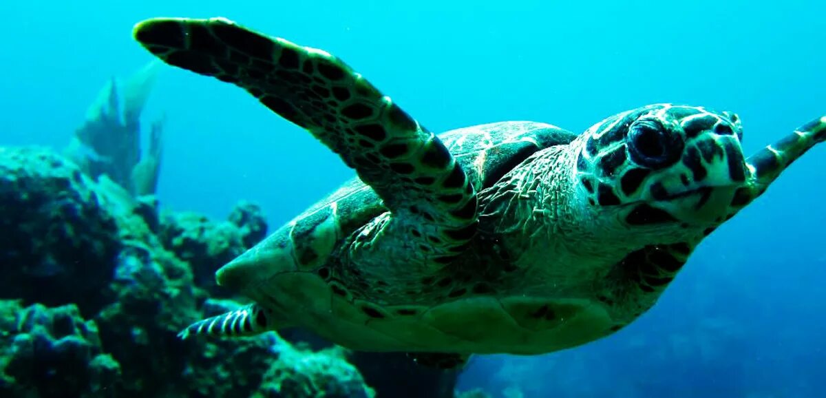 Черепаза ласты. Flippers animals. Endangered Turtle. Hawksbill Sea Turtle. Ласты черепахи