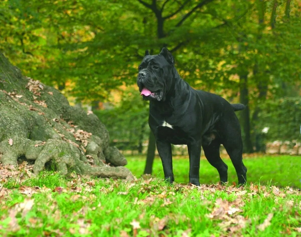 Итальянский кане корсо фото. Итальянский кане корсо фото. Итальянский корсо фото. Кане корсо стар драгон. Кане корсо.