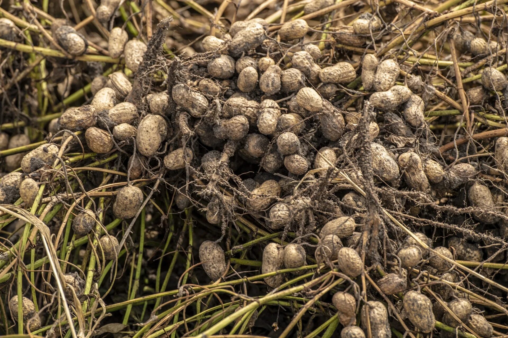 Водяная крыса полевка. Когда выкапывают земляной орех. Серая крыса rattus norvegicus. Как растет арахис презентация. Земляная крыса лемминг.