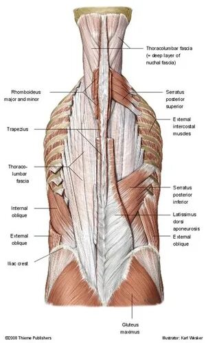 Фасции спины. Фасции спины анатомия. Фасция thoracolumbalis. Тораколюмбальная фасция анатомия. Пояснично-грудная фасция (fascia thoracolumbalis).