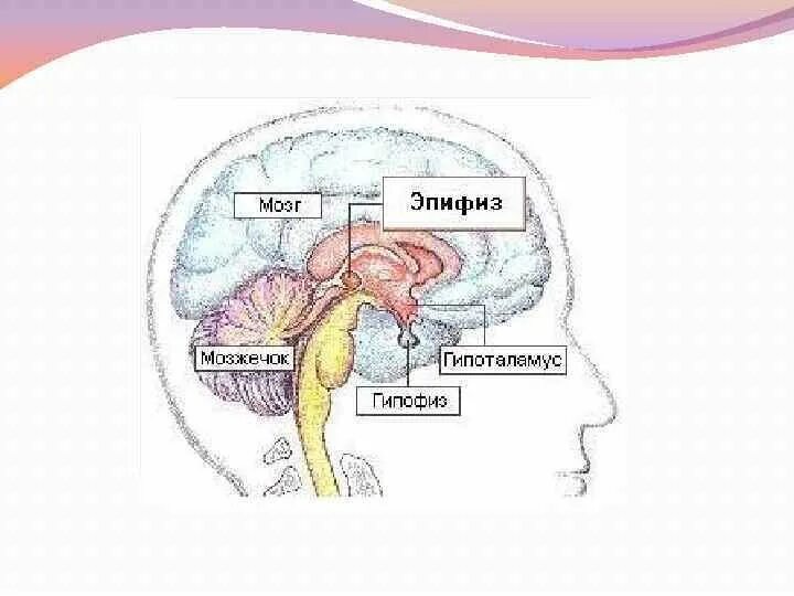 Гипоталамус гипофиз эпифиз. Гипофиз гипоталамус шишковидная железа. Шишковидная железа (эпифиз). Эпифиз и гипофиз гистология.