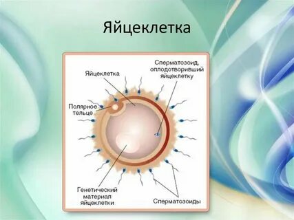 Самые маленькие размеры имеет яйцеклетка трески лягушки