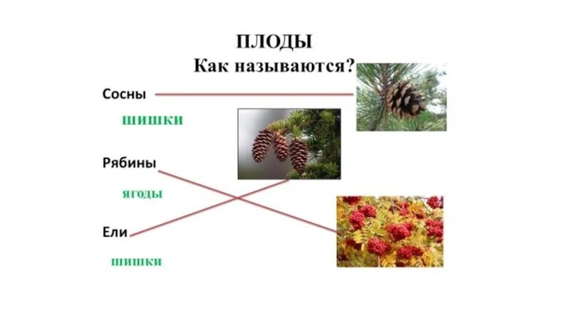 Шишки еловые и сосновые. Ель европейская (pícea abies). Плод ели сосны. Шишка итальянской сосны пинии. Плод ели сосны.
