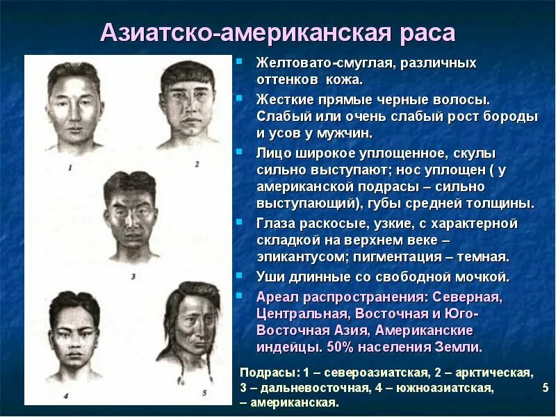 Выступающий нос характерны для какой расы. Азиатско американская раса человека. Арктическая раса расы. Американская большая раса. Азиатско американская раса признаки.