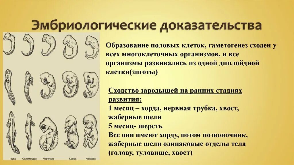 Онтогенез позвоночных закон геккеля. Эмбриологические доказательства сходства зародышей. Доказательства эволюции эмбриологические доказательства. Эмбриологические доказательства эволюции стадии. Эмбриологические и морфологические доказательства эволюции.