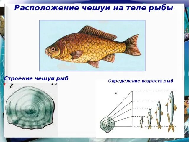 Как узнать возраст рыбы впр. Строение чешуи рыбы. расположение чешуи у рыб. строение чешуйки рыбы. определить возраст рыбы.