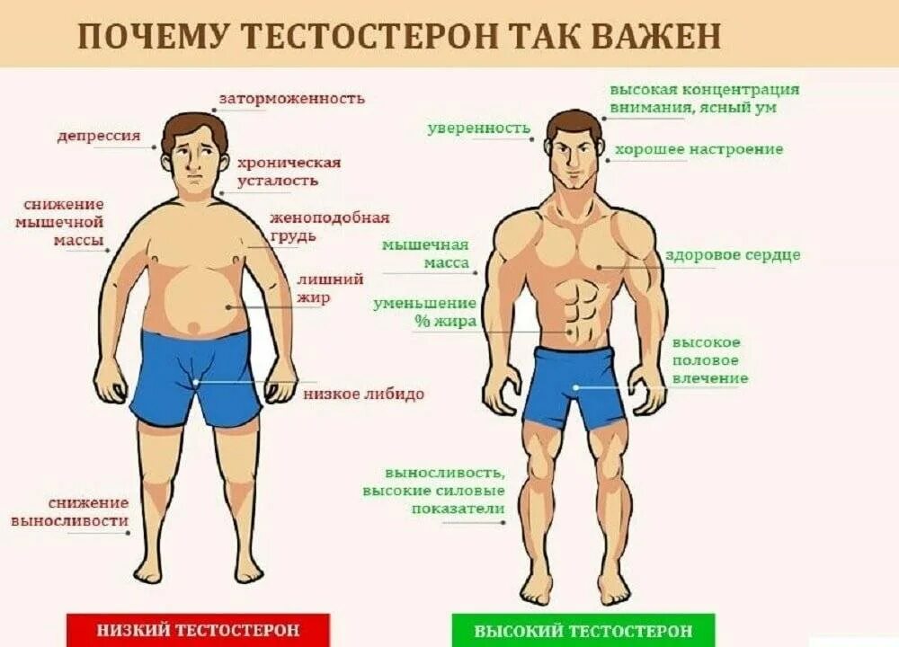 Повышение тестостерона у мужчин