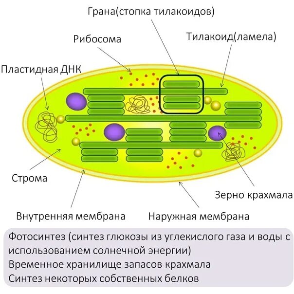 Органоид содержащий пигменты