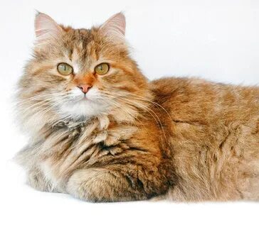 Кошки не вызывающие аллергию