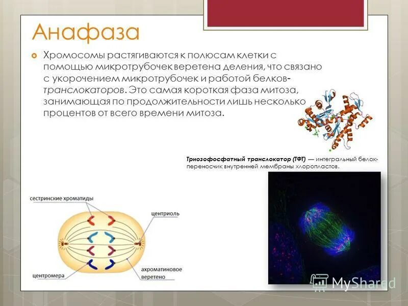 фаза формирования нитей веретена деления. организация микротрубочек веретена деления. веретено деления астральные микротрубочки. микротрубочки нити веретена. микротрубочки строение и функции.