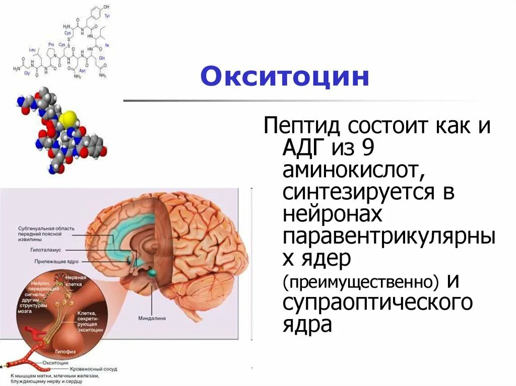 Выработка окситоцина