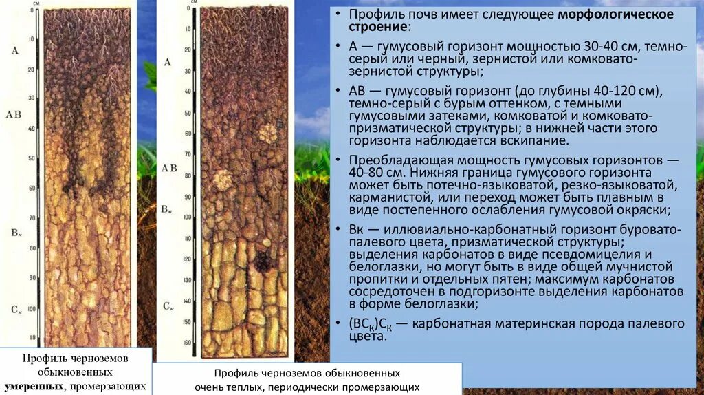 Южные черноземы почвы. Почвенный профиль чернозема обыкновенного. Черноземы почва почвенный Горизонт. Гумусовый почвенный Горизонт почвы. Почвенный профиль чернозема типичного.