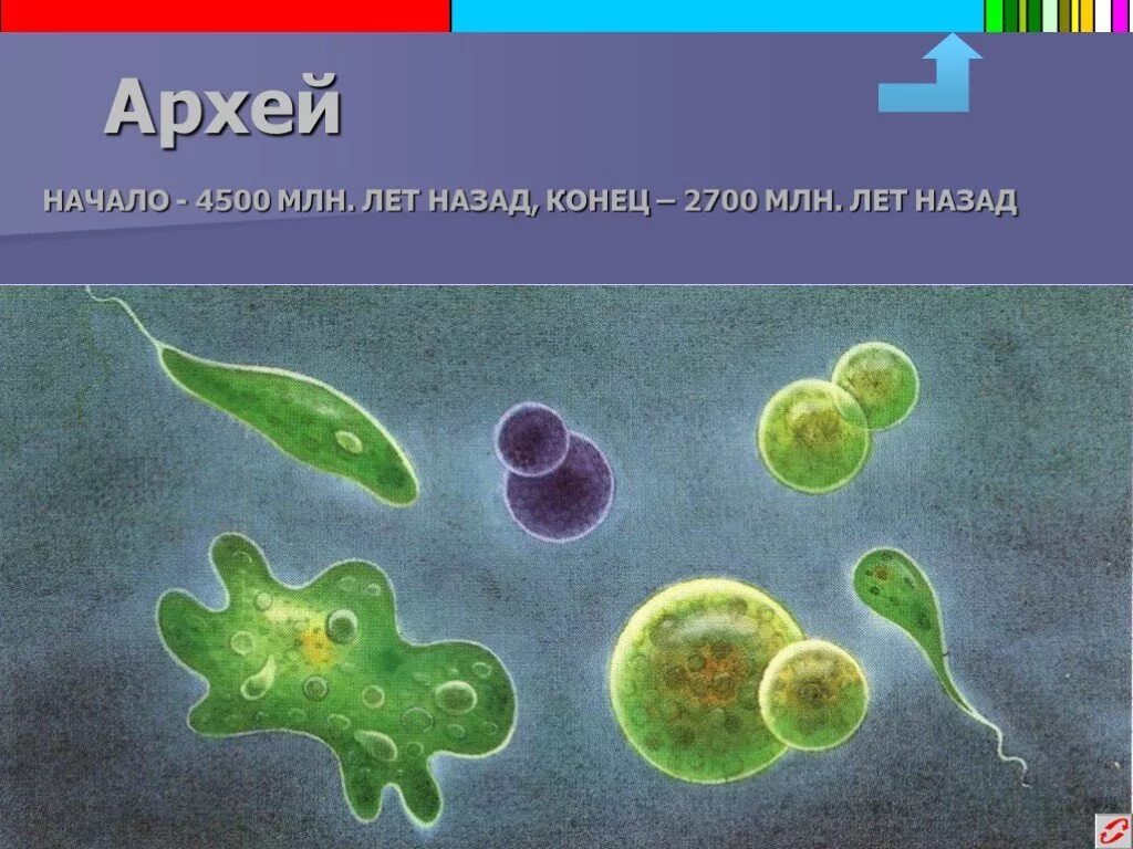 1 живые организмы зародились в. Архей Эра биология. Архей бактерий и растения. Архей живые организмы. Цианобактерии архейской эры.