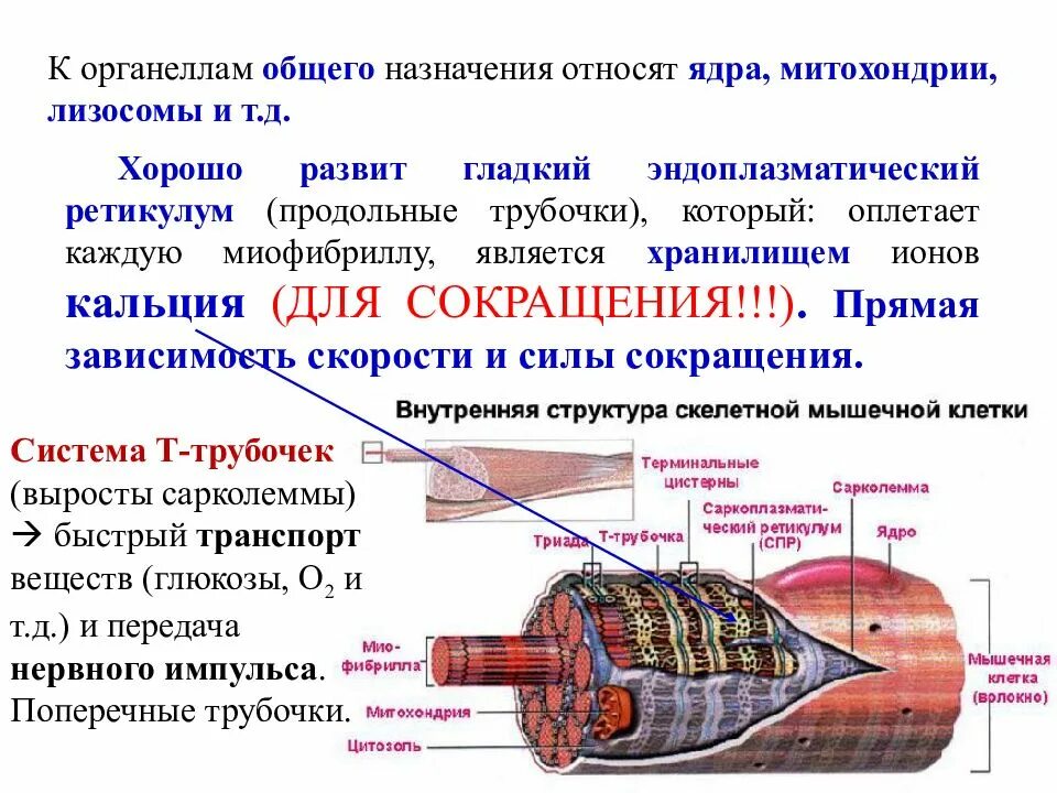 Мышечное волокно это. Возбуждение мышечной клетки. Органеллой скелетной мышцы. Органеллы миофибриллы. Миофибриллы и митохондрии.