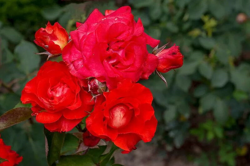 Саженцы роз в крыму. Крымские розы. Сорта крымских роз. Розы в Крыму.