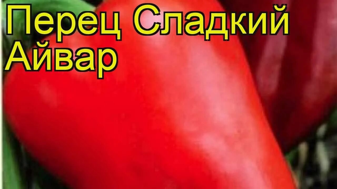 Перец изюминка описание. Перец изюминка описание