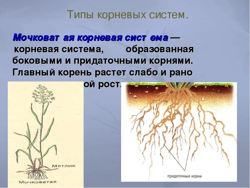 Растений имеют мочковатую корневую систему. Стержневая и мочковатая корневая система. Строение мочковатой корневой системы. Типы корневых систем. Мочковатый Тип корневой системы.