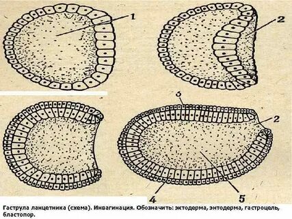 Гаструла рисунок