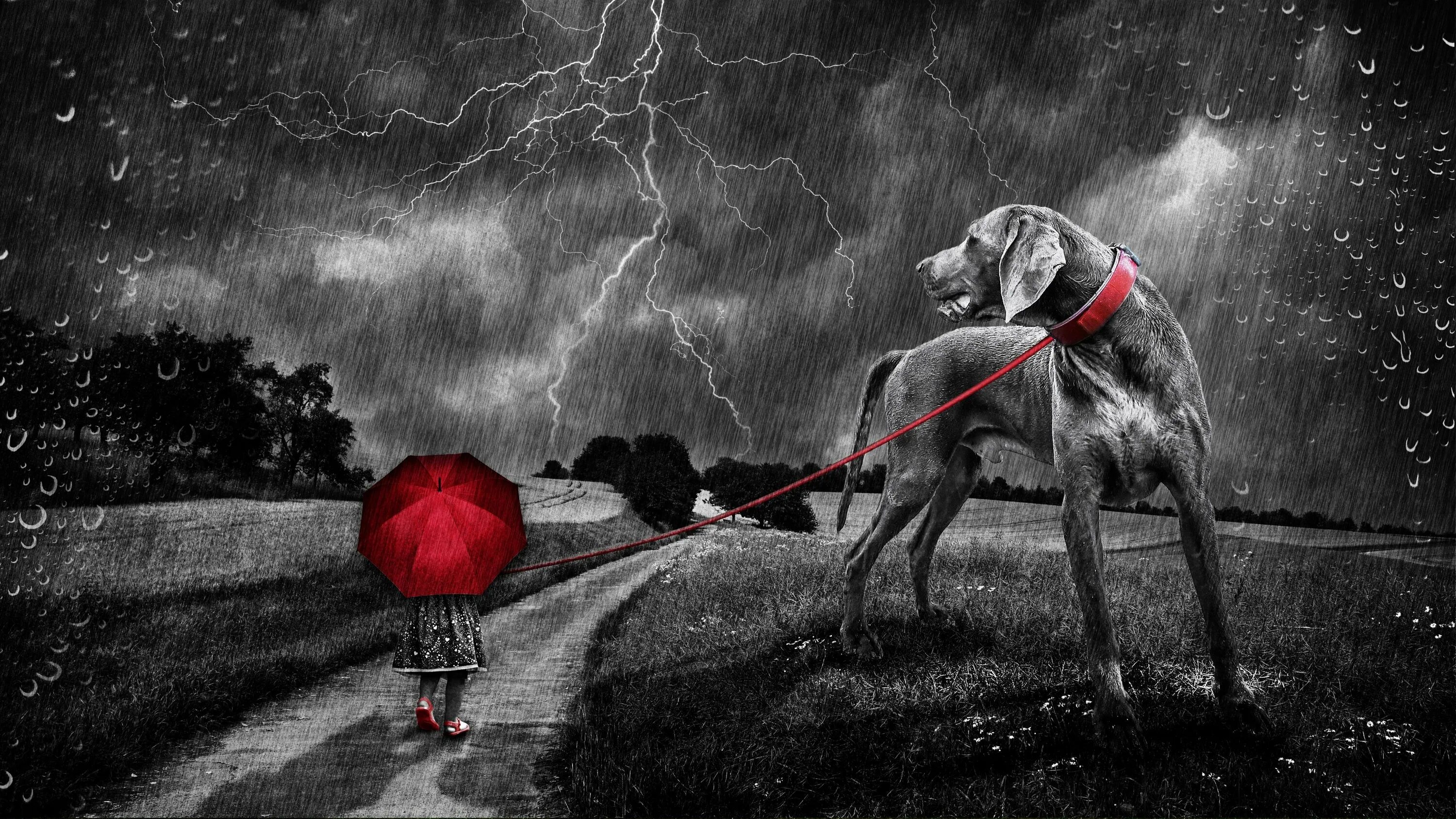 Собака и гроза. Человек с собакой под дождем. Одиночество с собакой. Щенок под дождем. Собака гроза