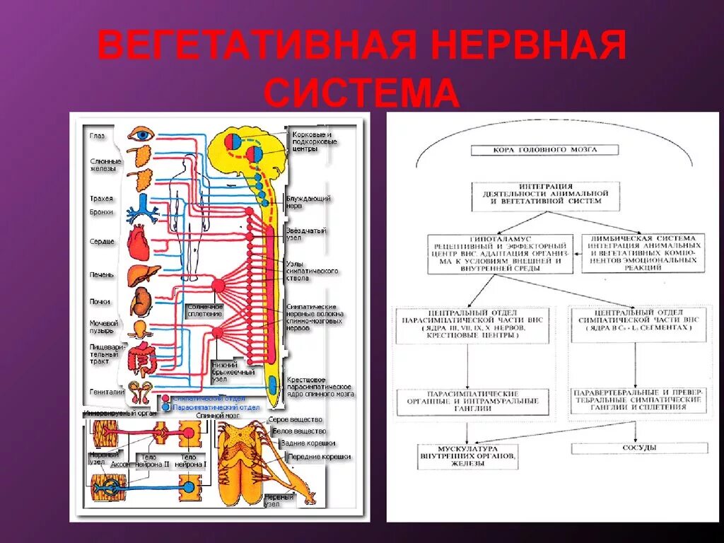 Схема вегетативной автономной нервной системы. Вегетативная нервная система 9 класс. Вегетативная нервная система таблица 8 класс биология. Схема строения вегетативной и соматической нервной системы. Вегетативная нервная система конспект