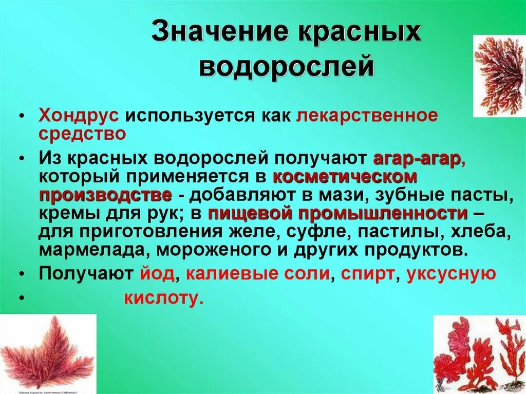 Термины водорослей. Значение красных водорослей. Интересные факты о красных водорослях. Значение красных водорослей в природе и жизни человека. Значение красных водорослей в жизни человека.