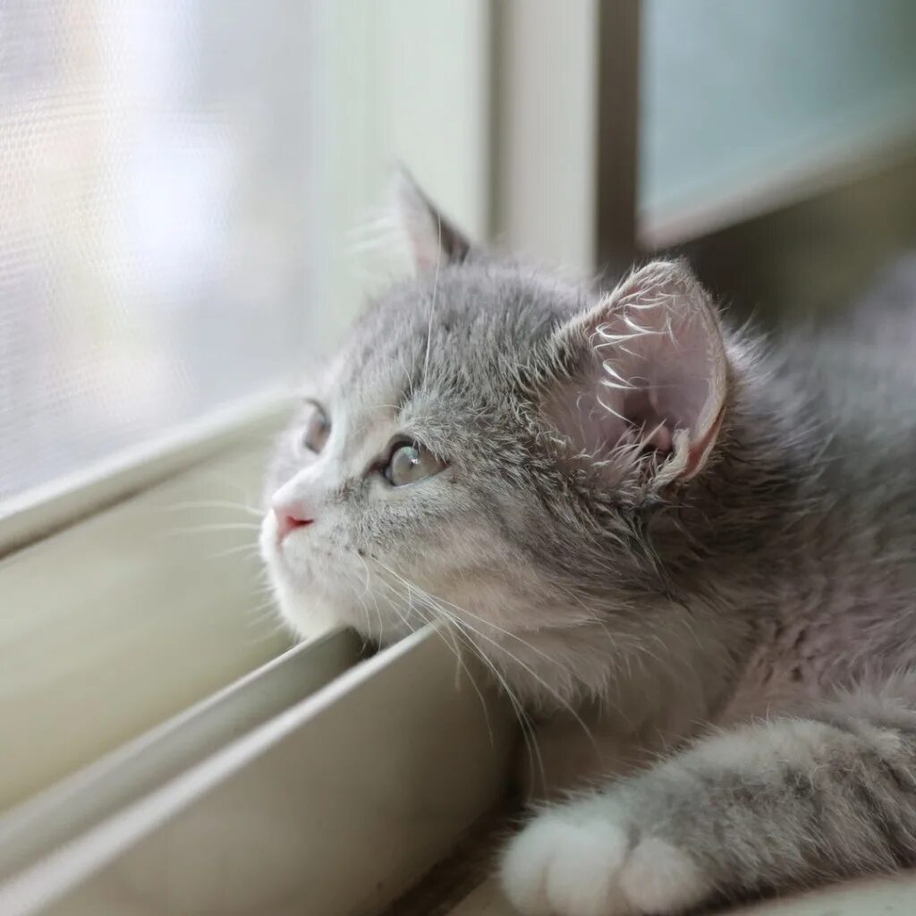 Скучающие картинки. Котенок грустит. Грустный котенок. Скучающий котенок. Печальный котенок.