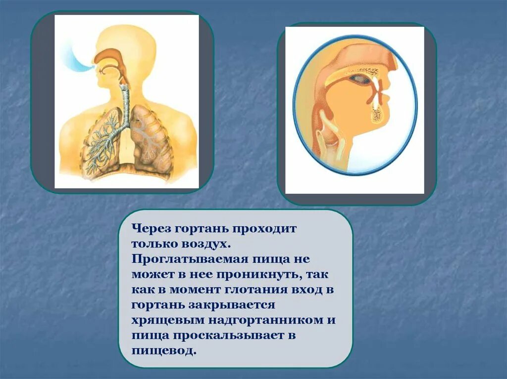 Заглатывание воздуха латынь. Воздух и пища через гортань. Через что проходит воздух в гортани. Причины проглатывания воздуха при еде.