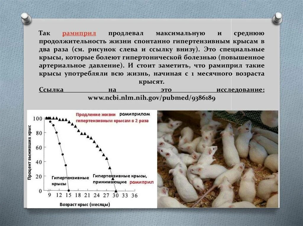 Сколько живут вариантов. Продолжительность жизни крысы. Срок жизни крысы. Продолжительность жизни мыши. Средняя Продолжительность жизни домашней крысы.