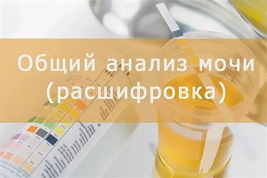 Сдать мочу в кдл