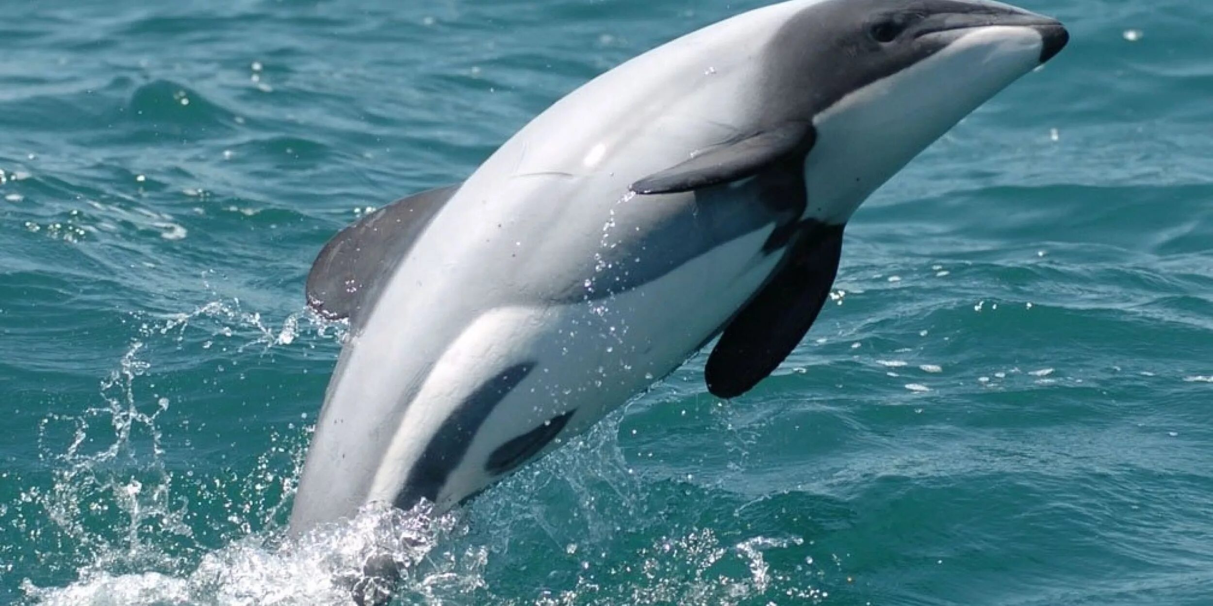 Dolphin forest. Дельфин-афалина. Морской дельфин. Dolphin forest. Дельфины афалины.