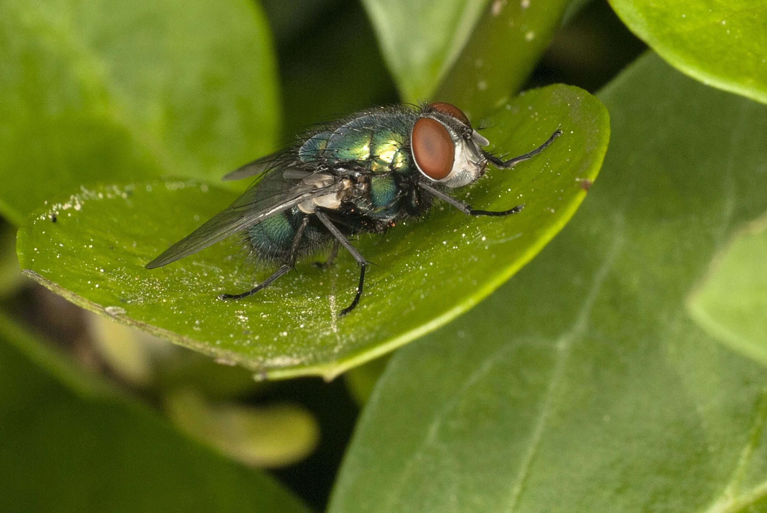 Fly green. Зеленая Муха. Зеленые Двукрылые насекомые. Зеленая прозрачная Муха. Муха с зелеными крыльями.