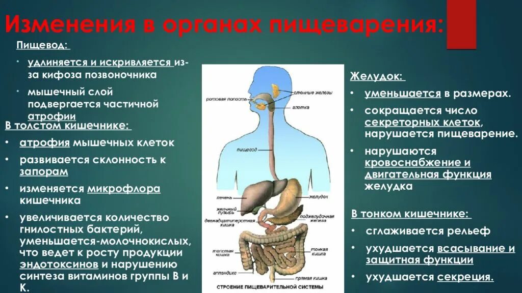 Механизм пищевода